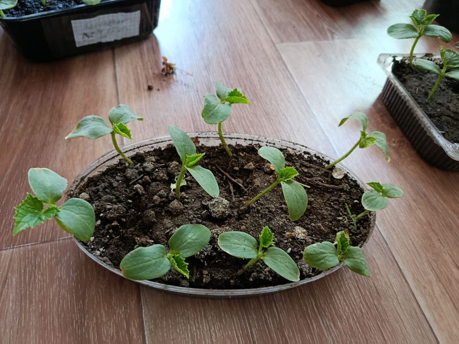 Продам рассаду огурцов.