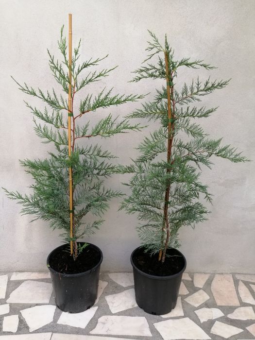 tuia cupressocyparis leylandii