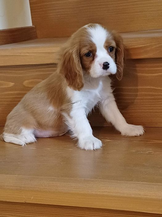 Cățel Cavalier King Charles