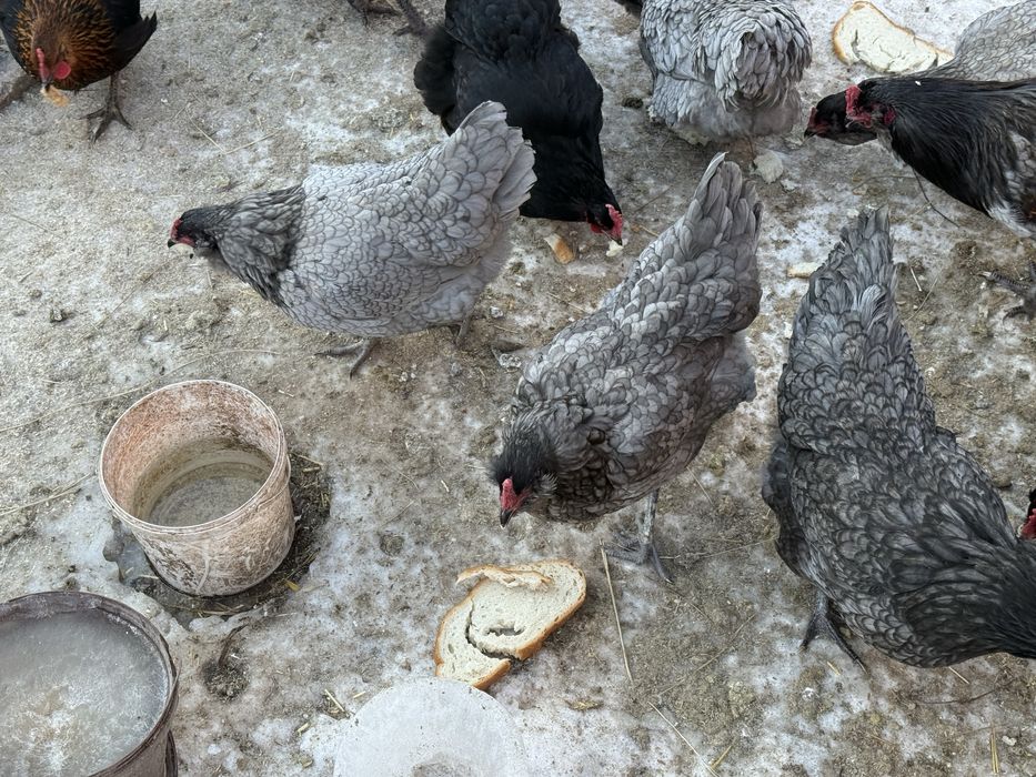 Vand oua incubat: Ameraucana si Olive