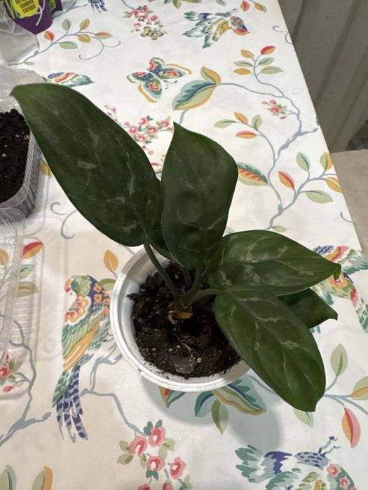 Комнатные цветы каждый 1500