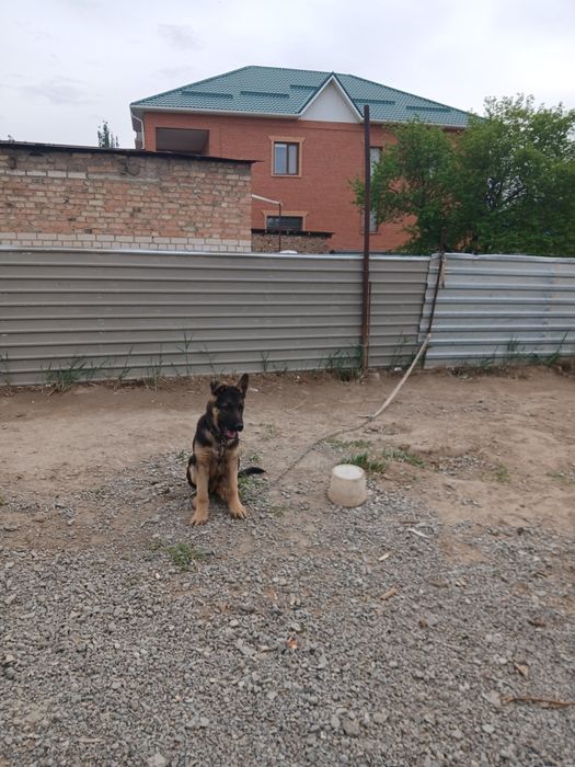 Европейская овчарка