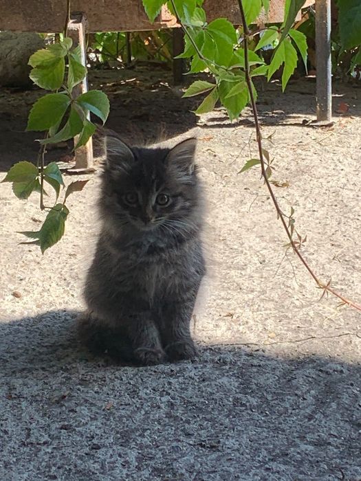 Отдам котят даром