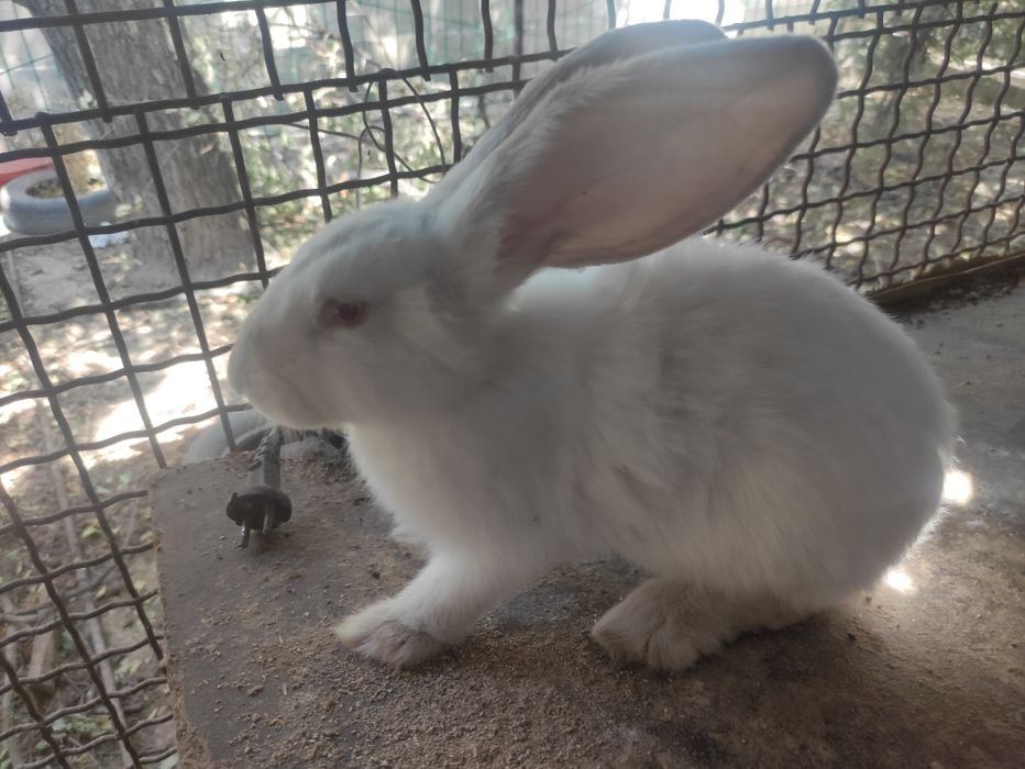 Кролики 4-х месячных