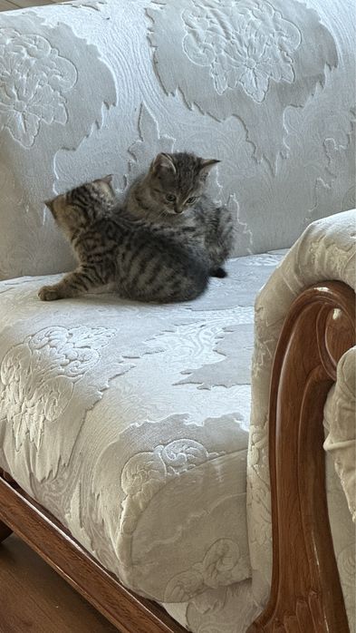 Отдам в доьрые руки котят!