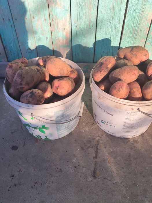 Продам домашнюю картошку