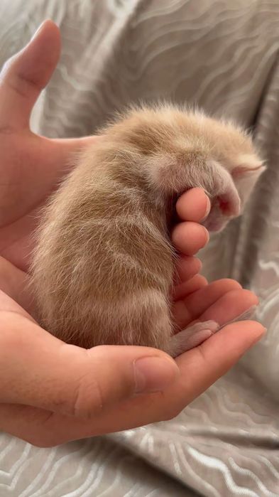 Продаются милые шотландские котята