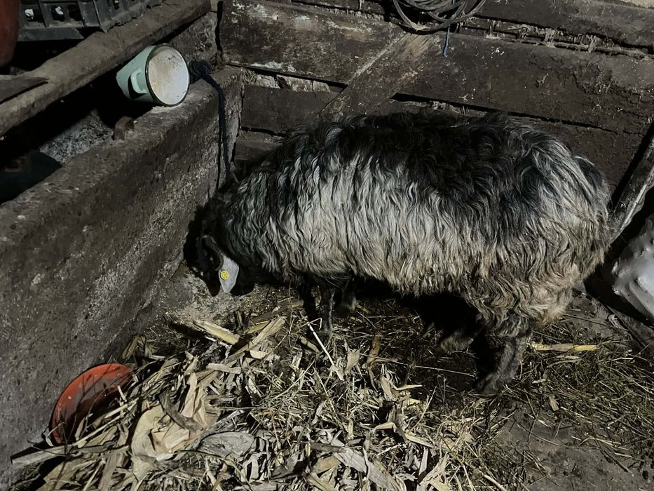 De vânzare 5 berbeci, pt mai multe detalii la nr de telefon