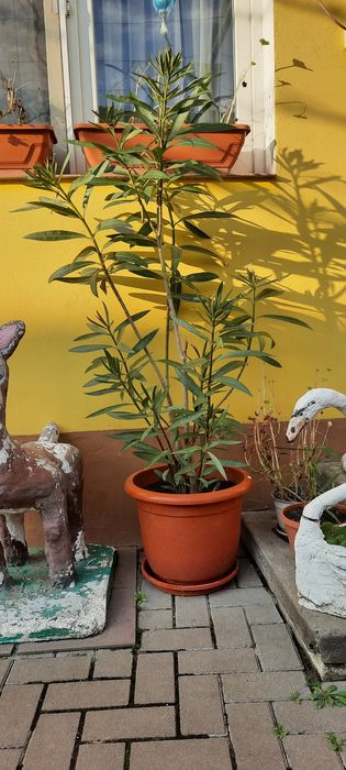 Leandru cu flori roz