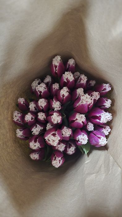 Цветы Тюлпаны оптом и розницу