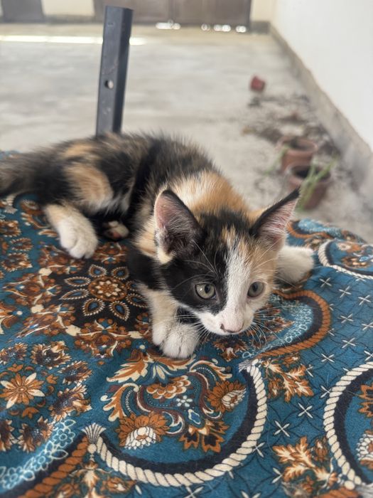 Маленькие, миленькие котенки, 1,5 месячные