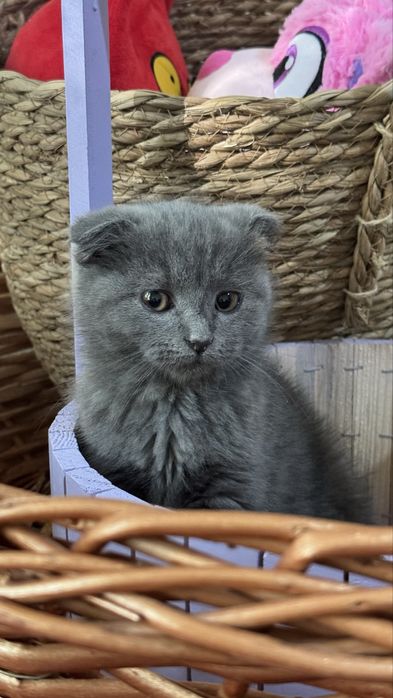 Скотиш фолд мушукча