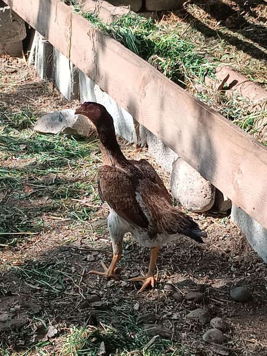 Dakan tuxum sotiladi