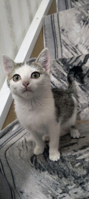 Отдам котенка Мальчик бесплатно