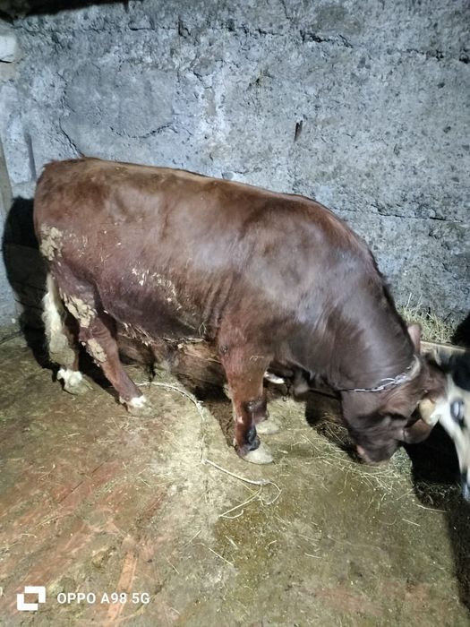 Бычки на откорме