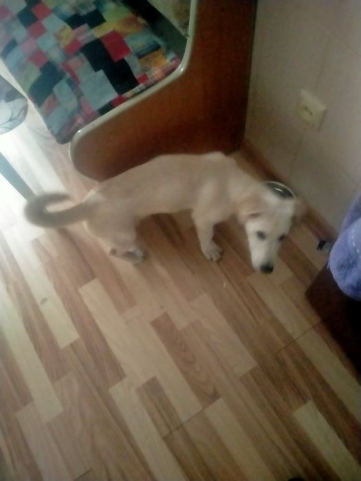 Отдам в хорошие руки