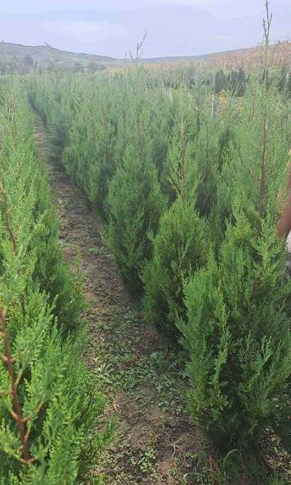 Cupressocyparis leylandii