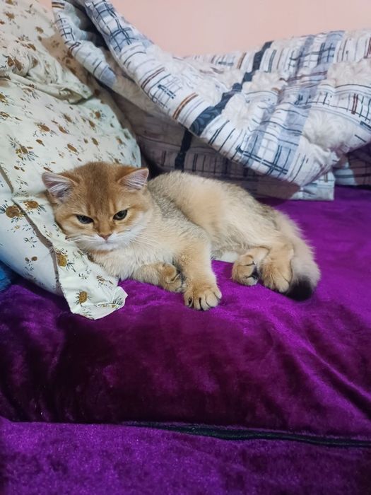 Британская золотая Шиншилла