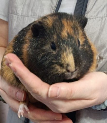 Продам Морскую свинку
