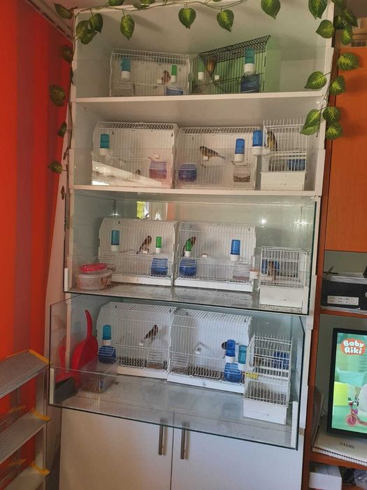 Canari de vanzare si colivii