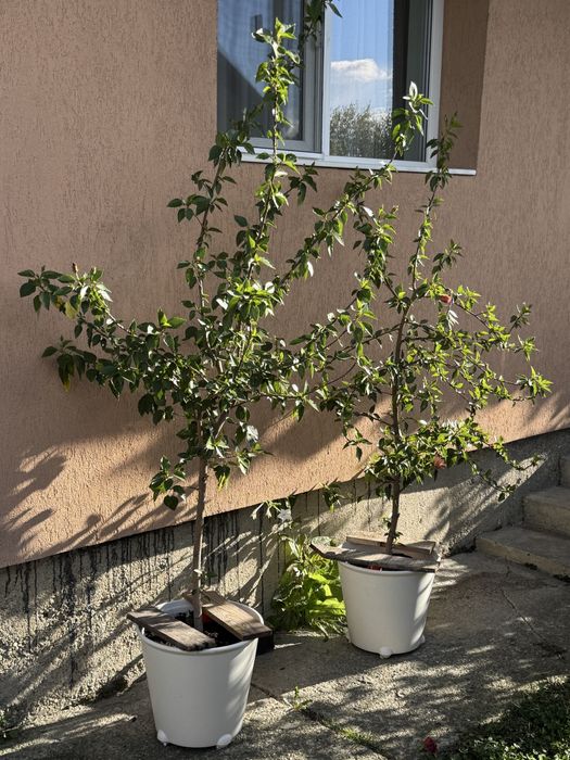 Trandafir japonez galben si violet