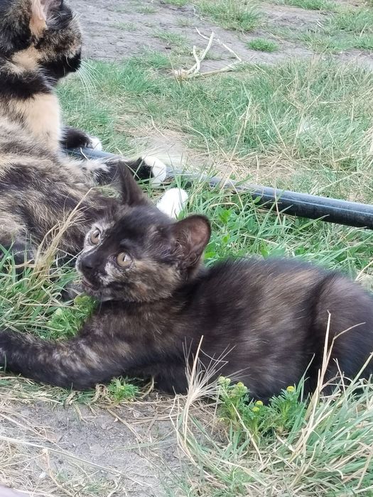 Отдам котят в добрые руки