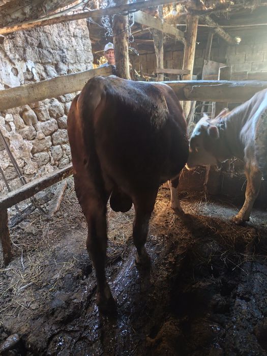 2 бұқашық демде тұрған,2 бычок на откорме