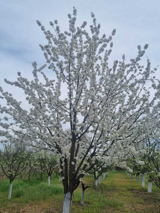 Livadă tânără, 2000 m, Dridu-Snagov