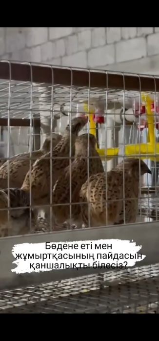 Клетка для перепелов Бөденеге клетка