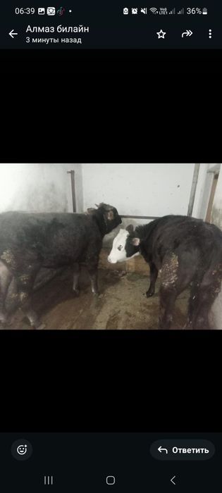 Продается бычок и телочка