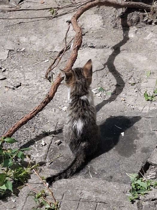 Мъжко котенце на 5 месеца