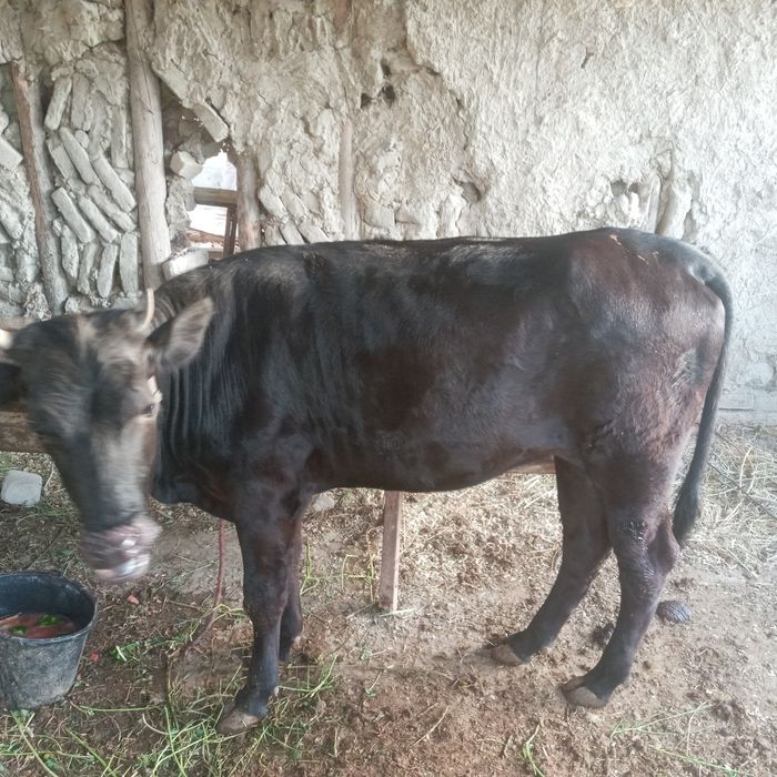 G'unajinlar sotiladi