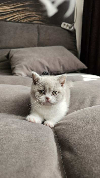 Британские котята