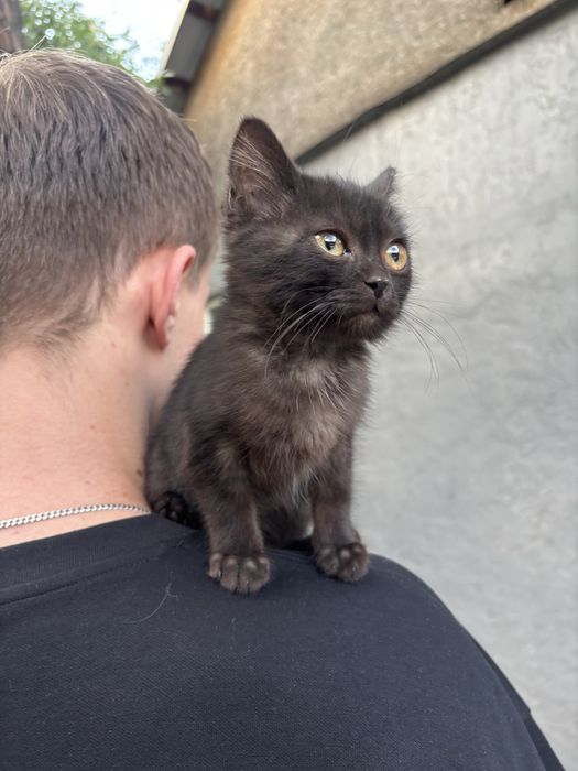Котенок мальчик в добрые руки