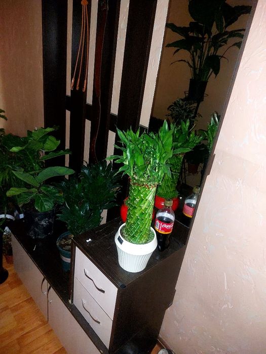 Продам срочно цветы Комнатные