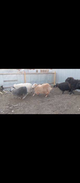 Продам или обмен