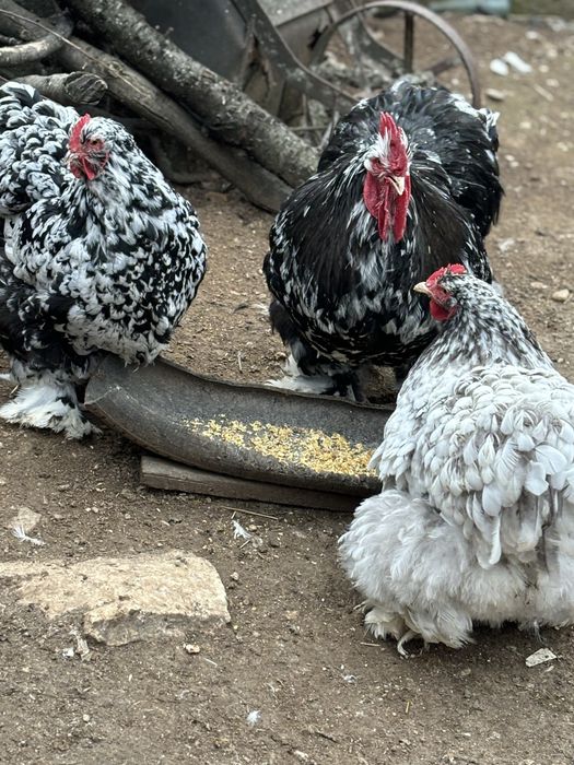 Разплодни яйца от Кохин