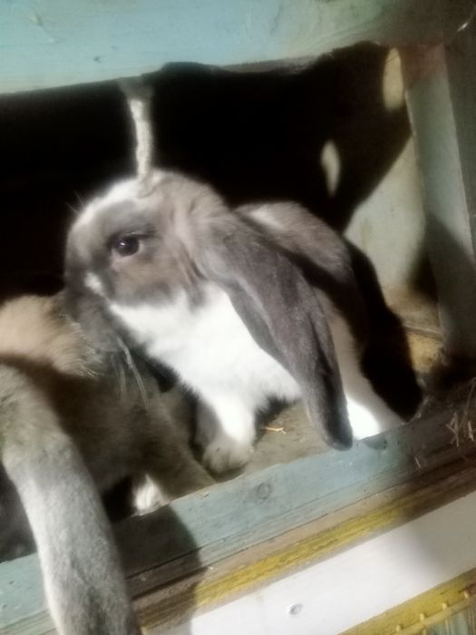 Продаются   крольчата