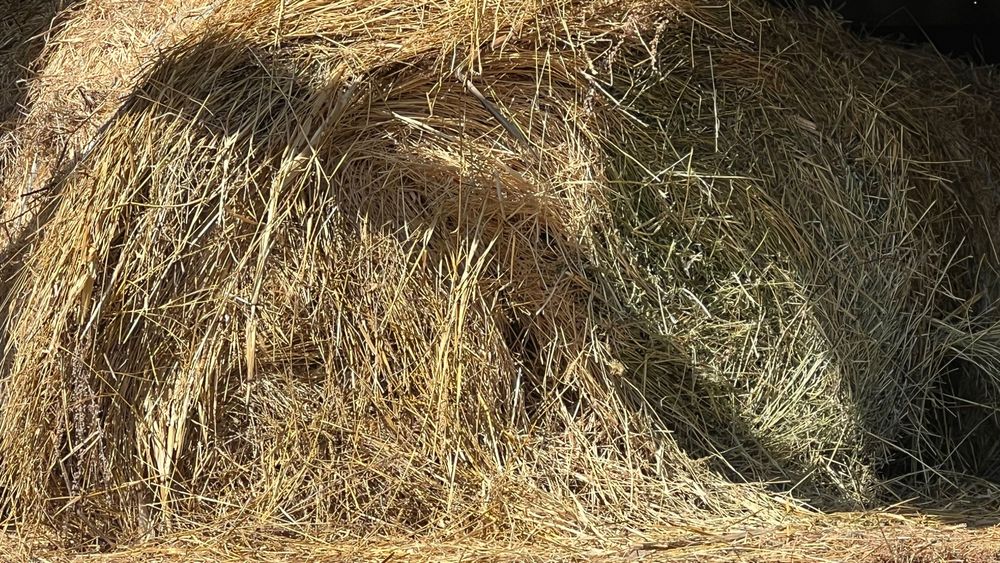 Vanf baloti fan categoria I