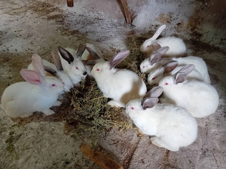 Kалифорнийски и новозеландски зайци - цика