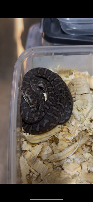 Питоны брэдли змеи