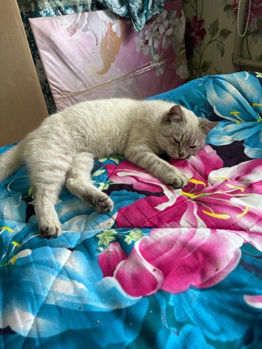 Метис британец с сиамской