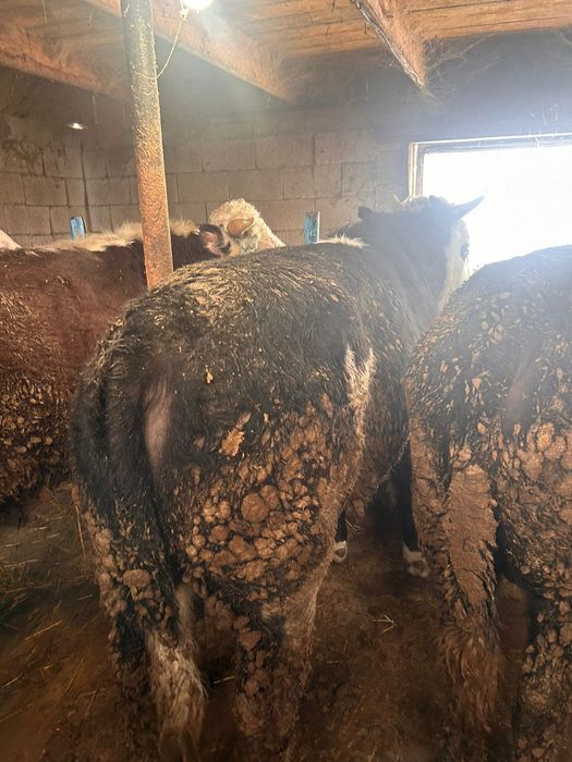 Продам бычков с откорма