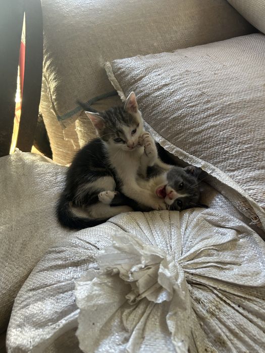 Ofer pisicute spre adoptie