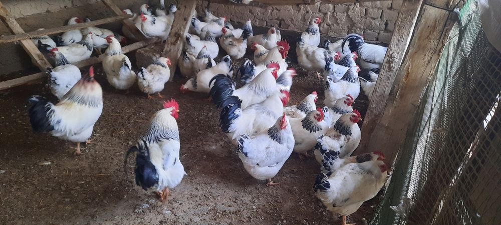 Виандот серебро,Гигант , Адлер