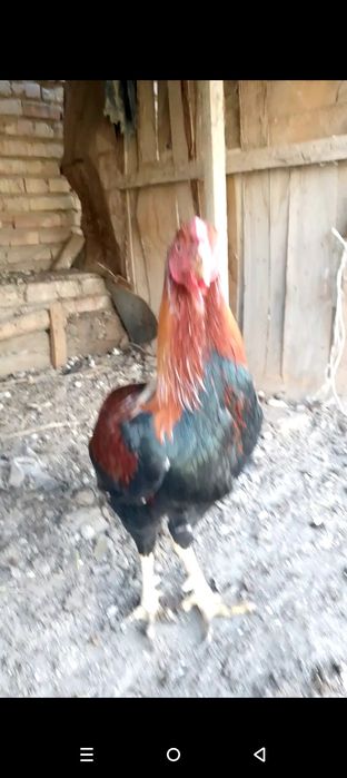 Xoʻroz sotiladi kulongi zotli narxi 200000 oladiganlar bilsa tel qilsi