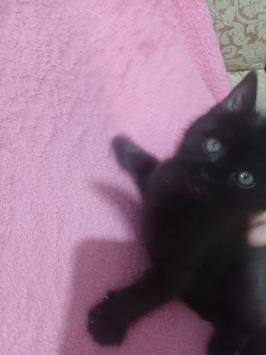 Котята  отдам бесплатно