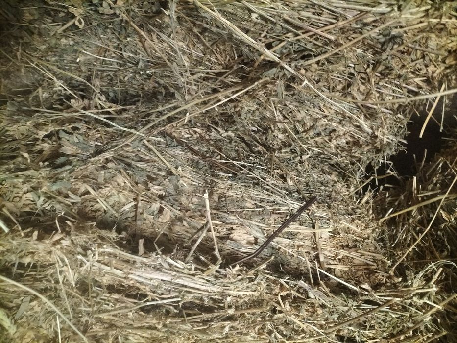 Vând baloți de paie și  lucernă!