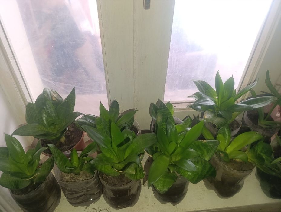 Гуллер сатылады бахасы 10000нан