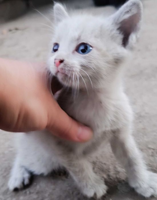 Котенок ищет семью, мальчик